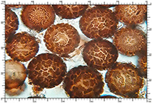 Elaphomyces asperulus